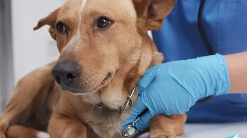 Enfermedad que amenaza la vida de los perros; ¿Cuáles son los síntomas y cómo se transmite?