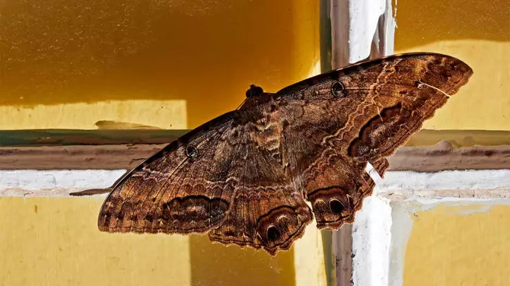 Mariposas negras ¿por qué son consideradas señal de mal augurio?