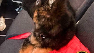 FOTOS: Perrito donado por Turquía llega a México