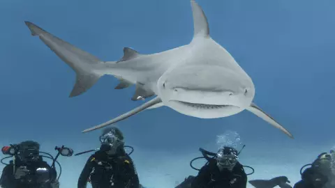 ¿Quieres bucear con el tiburón toro?|La temporada está por iniciar