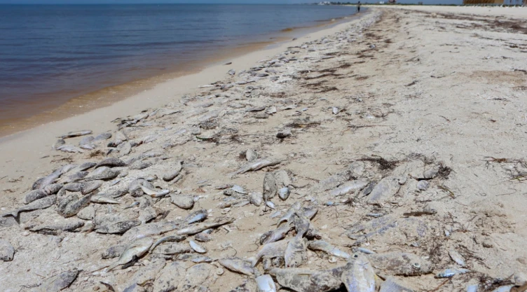 peces muertos a la orilla de la playa por Marea Roja en Yucatán