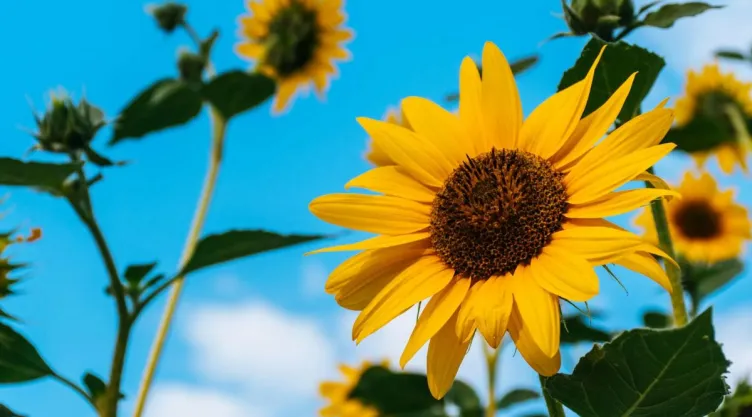 ¿Cuándo es el día de las flores amarillas y por qué se regalan?