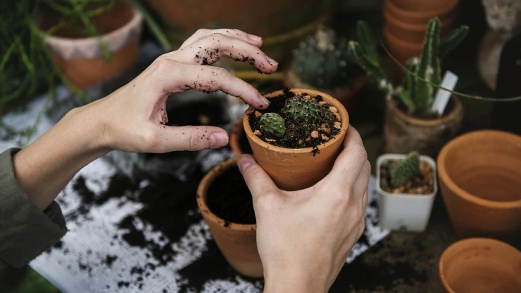 Las plantas no sienten dolor, pero sí perciben las agresiones