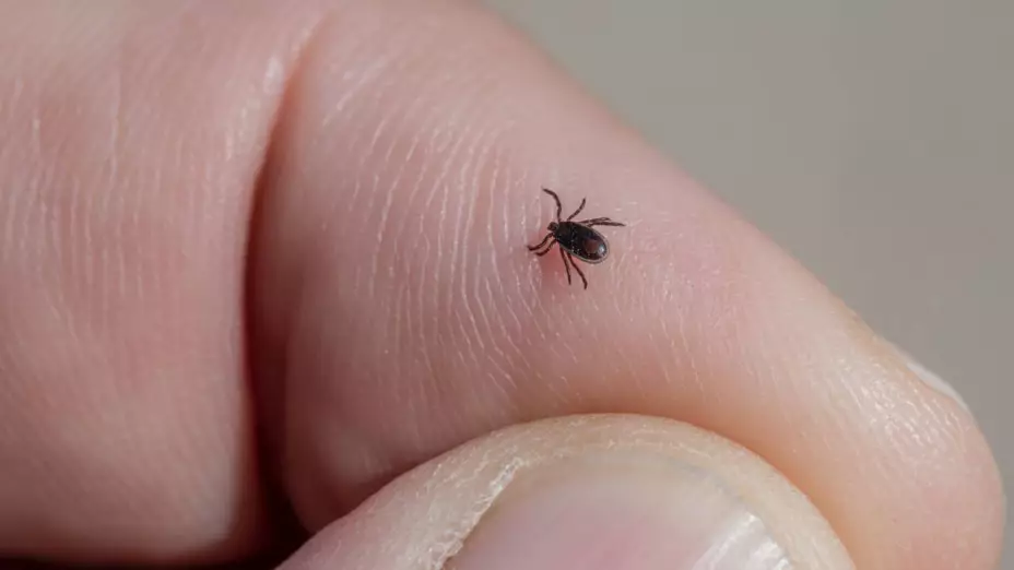 garrapatas mueren nuevo leon niños