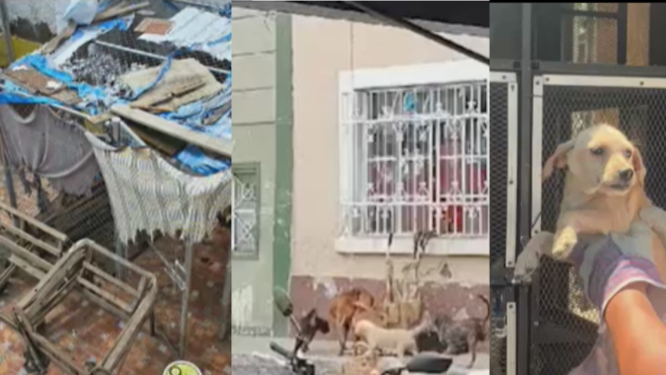 Perritos asegurados en condiciones precarias en Guadalajara, Jalisco