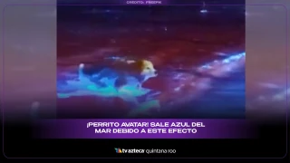 ¡Efecto Bioluminiscencia! Perrito se vuelve viral al salir completamente azul tras un baño en el mar.webp