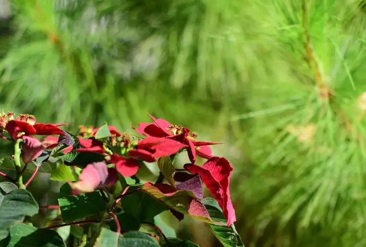 nochebuenas y arbolitos de navidad.jpg
