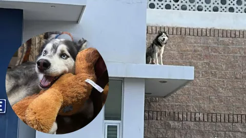 Luckhan, perrito rescatado de un techo en Culiacán