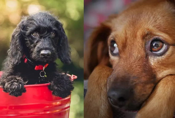 Tipifican zoofilia como delito maltrato animal en Puebla