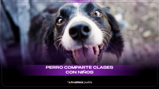PERRITO COMPARTE CLASES SITIO.png