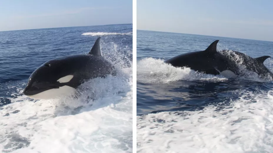 VIDEO: Orcas asesinas persiguen yate en Baja California Sur