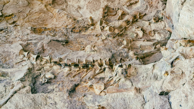 DINOSAURIO DESCUBIERTO.png