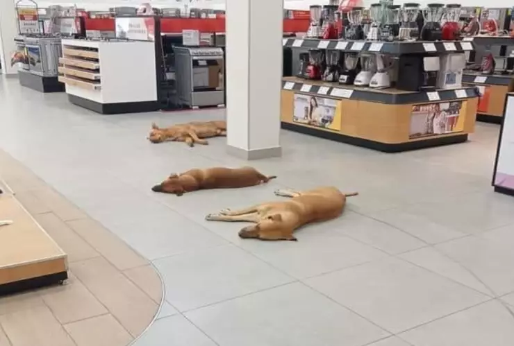 Elektra, un refugio para los ‘lomitos’ ante ola de calor en México