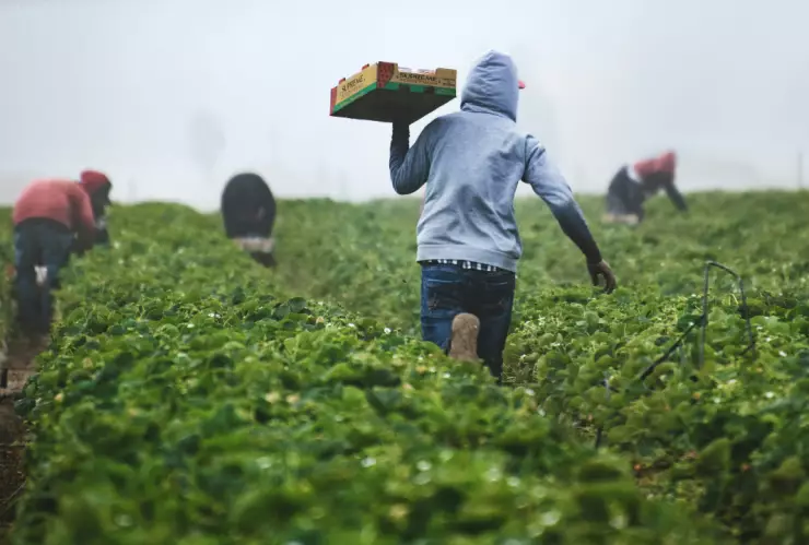 Los 5 requisitos para que trabajadores agrícolas de Edomex consigan empleo en Canadá