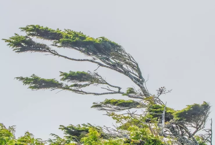 Clima viernes 17 de enero 2025 Torreón, Gómez Palacio y Lerdo