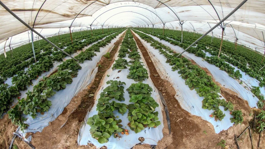 Tecnificación del riego.jpg