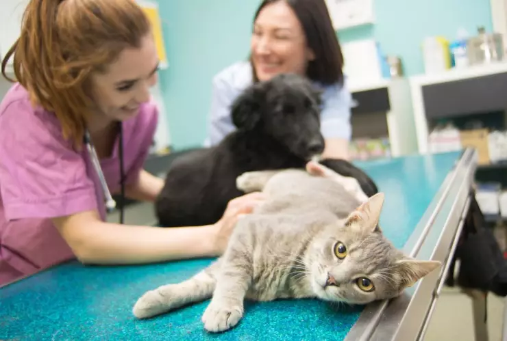 Campaña de esterilización de la UNAM