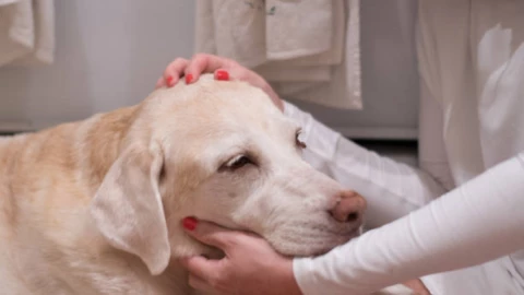 Cáncer de mama en perras.jpg