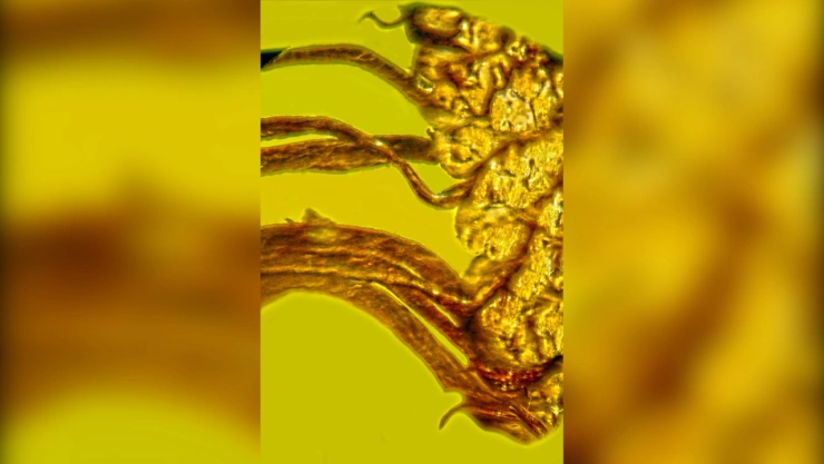 ámbar, semillas, piña 1.jpg