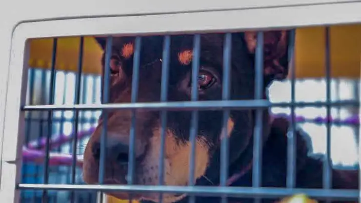Perro