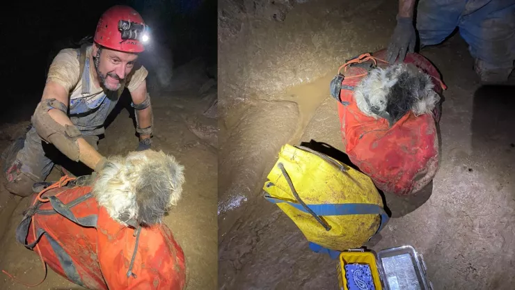 Rescatan a perrita en cueva después de dos meses pérdida en Missouri, Estados Unidos.jpg