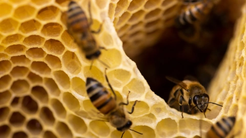 Las distintas especies de abejas propician la polinización de diversidad de flores, así como la producción de muchos tipos de miel.