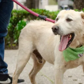 ¿Qué es el metomilo y qué efectos tiene en los perros? El pesticida relacionado con las muertes en Parque España
