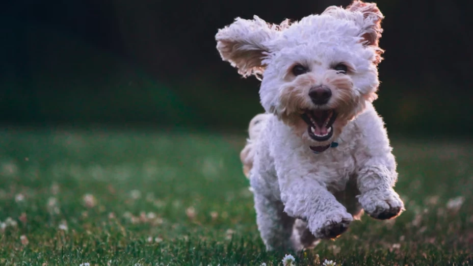 Estos son los olores que hacen que tu perro orine donde quieres 
