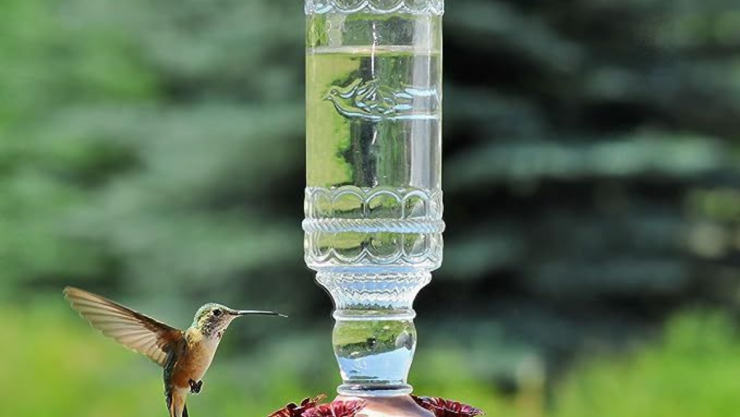 colibríes.png