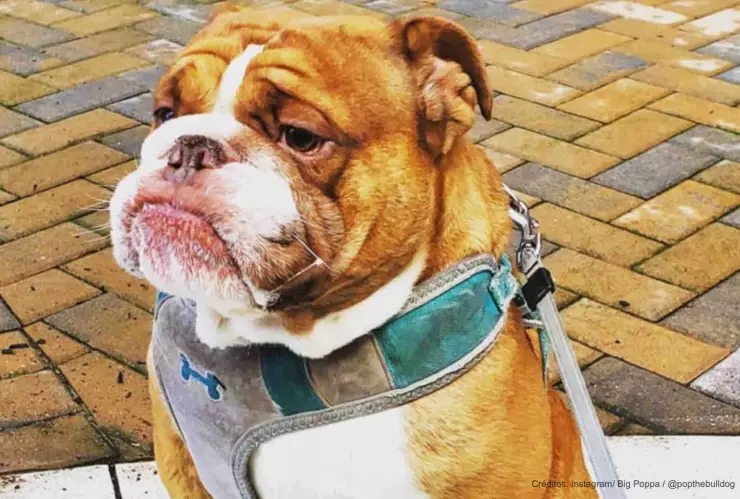 perro triste cuarentena.jpg