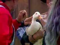 ¡La familia crece! Los Granjeros reciben a 7 tiernos patitos en La Granja VIP