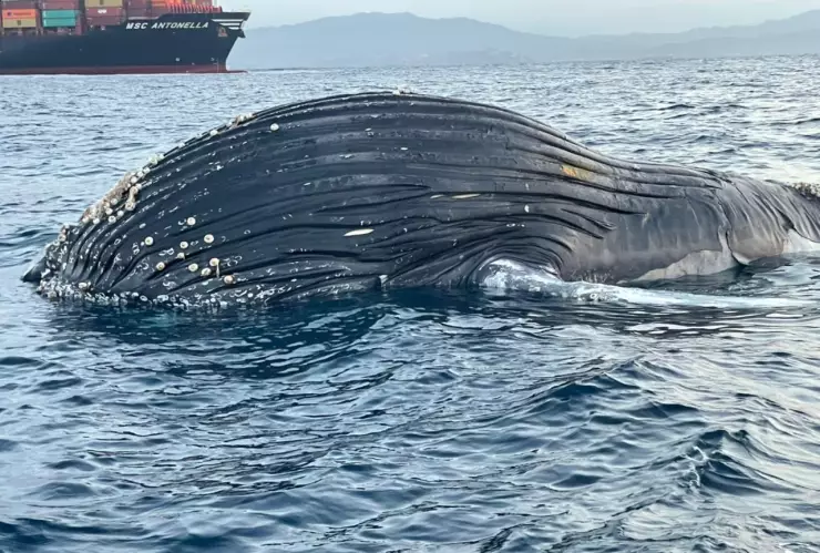 Hallan a ballena jorobada muerta en bahías de Manzanillo, Colima