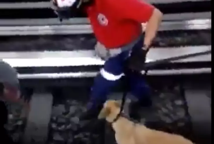 Metro CDMX: Rescatan a perrita que estaba en las vías de Tacubaya