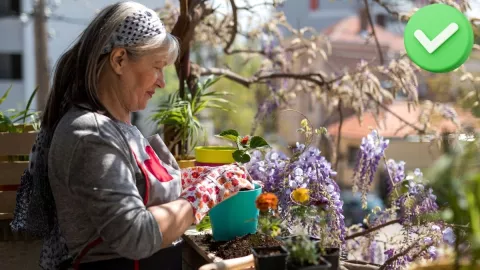Las mejores plantas para refrescar tu hogar durante los meses de calor.jpg