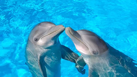 Delfines