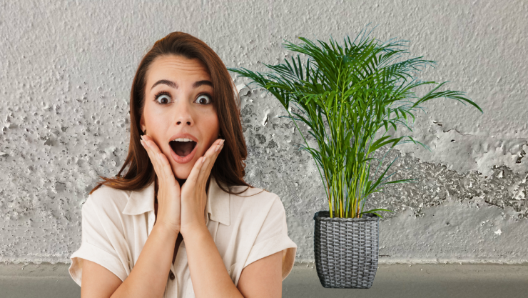 plantas que absorben humedad