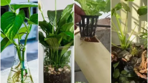 plantas de agua con pidras