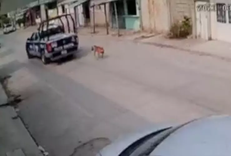 arrastras perrito patrulla chiapas