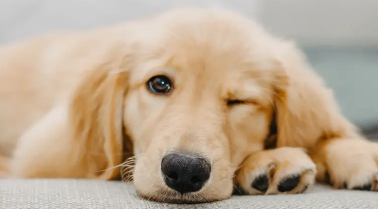 El test de Stanley Coren para descubrir el nivel de inteligencia de tu perrito