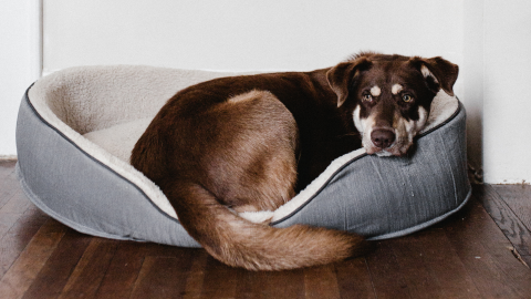 Cómo eliminar el olor de orina de perro de tu hogar, según los expertos.png