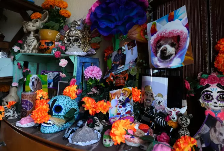 Día de Muertos con patas: altares en Villahermosa honran a mascotas que ya no están
