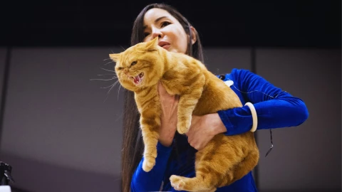 hongo brasileño produce esporotricosis, enfermedad que amenaza a gatos y humanos.