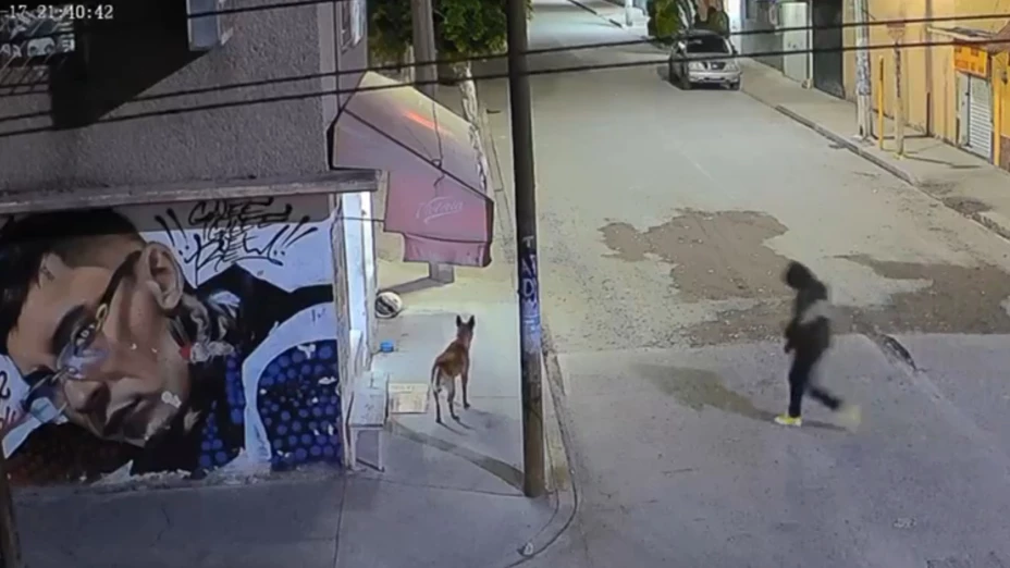 “Pastor”, el perrito que iba a ser adoptado esta semana, fue asesinado a balazos.