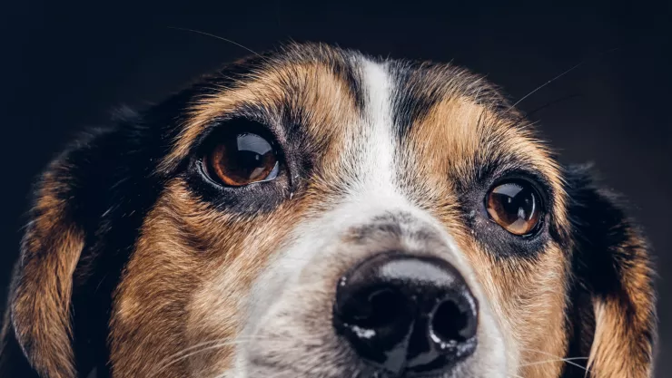 perrito hamburguesas mcdonalds