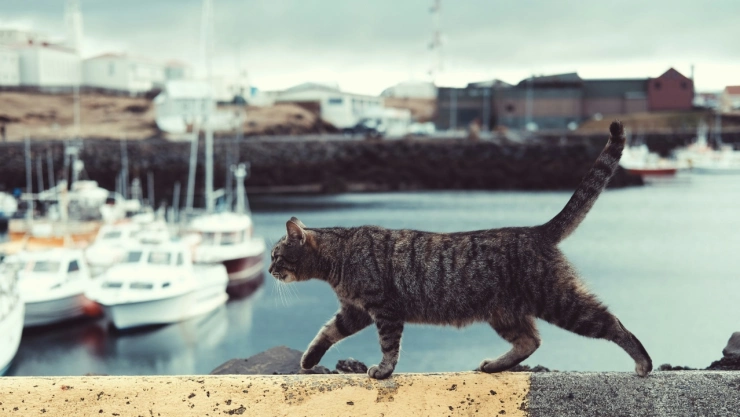 ¿Por qué los gatos mueven la cola?