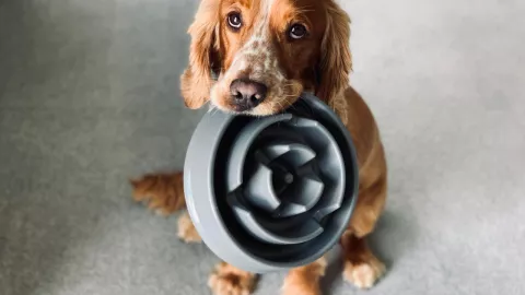 Profeco: ¿Cuáles son los mejores alimentos para perro?