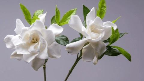 Las gardenias pueden ser una buena opción para decorar su hogar en Navidad
