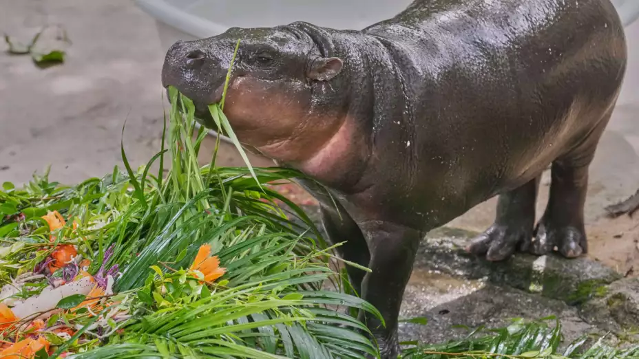 Moo Deng, una cría de hipopótamo pigmeo come fruta en su primer cumpleaños.