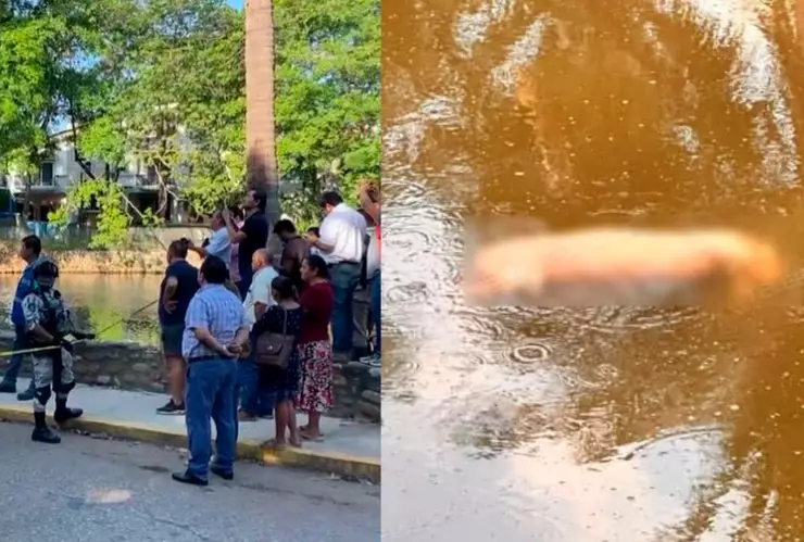 Cocodrilo ataca a hombre en Villahermosa: Hallan restos humanos en Laguna de las Ilusiones