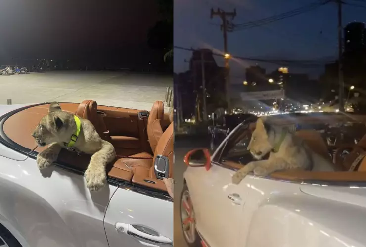 ¿Un lindo gatito en Tailandia?